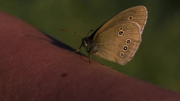 Närbild av en fjäril på en mänsklig arm kvällssolen. Kreativ. Golden timme, insekt sitter på en man arm på suddig sommar fält bakgrund. — Stockvideo