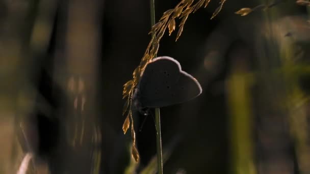 Primo piano di una farfalla su un gambo di fiore sotto il sole di sera. Creativo. Ora d'oro, insetto nel campo estivo. — Video Stock