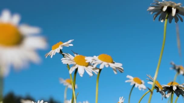 美しいデイジー春の花の背景。創造的だ。青空に向かってカモミールの花を咲かせます. — ストック動画