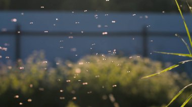 Çiçeklerin etrafında dönen küçük cüceler. Yaratıcı. Etrafında küçük böceklerin uçtuğu beyaz çiçeklerin makro fotoğrafları. Güneş ışınlarının parladığı..