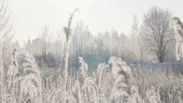 Hófödte ágak a téli erdőben.Kreatív.Hófödte fehér erdő napközben, ahol az összes füvet hó borítja, nagy hósodródások és a fehér ég — Stock Fotó