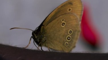 Makro fotografta ışık kanatlı parlak kelebekler. Yaratıcı. Büyük kanatlı güzel böcekler otların üzerinde otururlar. Kanatlarında bir desen vardır.