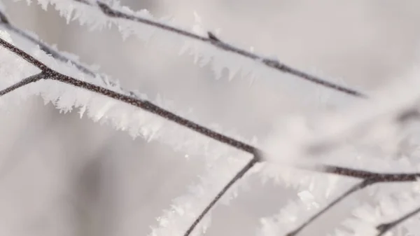 Bosque cubierto de nieve.Creativo. Ramas secas en las que la nieve yace maravillosamente y hay hojas secas sobre el fondo de nieve blanca en el bosque. — Foto de Stock