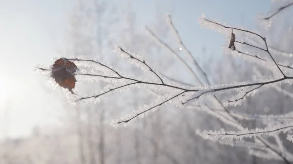 Met sneeuw bedekt bos. Creatief. Droge takken waarop de sneeuw prachtig ligt en er zijn gedroogde bladeren op de achtergrond van witte sneeuw in het bos. — Stockfoto