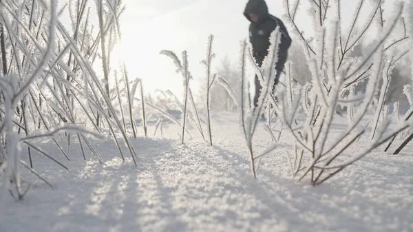 Floresta de neve de inverno. Criativa. Ramos de árvores congeladas em macrofotografia com um homem em esquis no fundo e os raios do sol brilhante. — Fotografia de Stock