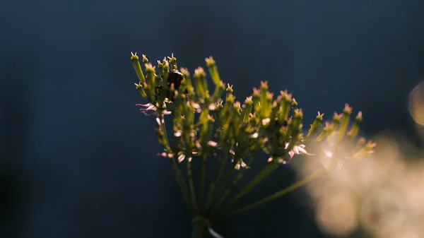 Makrofotografie in der Natur. Kreativ. Kleine Blüten, auf denen schwarze Käfer kriechen und auf die die Sonnenstrahlen scheinen. — Stockfoto