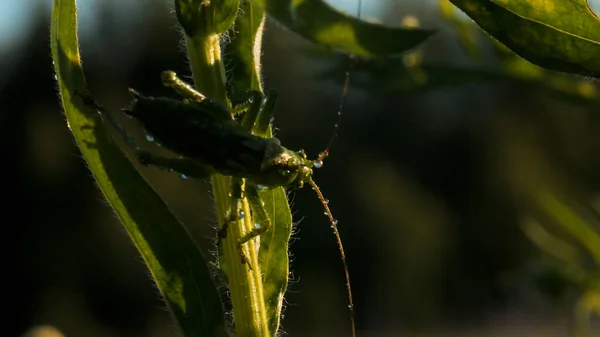 The green mantis.Creative.A large green grasshopper with huge long thin whiskers sitting in the grass on which it merges in color. — Stock Photo, Image