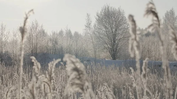 Schneebedeckte Äste im Winterwald. Schöpfung.Ein schneebedeckter weißer Wald, der tagsüber fotografiert wird, in dem das ganze Gras mit Schnee bedeckt ist und es große Schneeverwehungen gibt und der weiße Himmel — Stockfoto