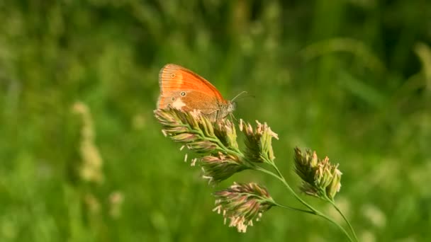 Motyl z jasnoczerwonymi skrzydłami. Kreatywny. Makro fotografia letnich krajobrazów w trawie, gdzie motyl siedzi na kwiatach i próbuje spojrzeć na zielone tło. — Wideo stockowe