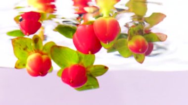 Güzel taze hiperikum meyveleri şeffaf suya daldırılıyor. Stok görüntüleri. Temiz suda kırmızı böğürtlen ve yeşil yapraklar, yaklaşın..