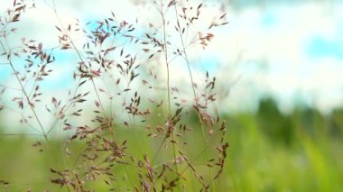 Dar saplı küçük bir ot. Yaratıcı. Güneşin mavi gökyüzüne karşı ışıldadığı yaz doğasının makro fotoğrafçılığı.