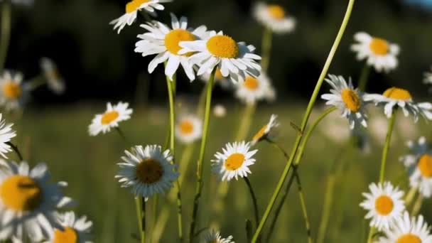 Marguerites qui se prélassent au soleil.Créatif. Petites fleurs lumineuses avec des pétales blancs qui poussent dans un champ avec de l'herbe et atteignent le soleil. — Video