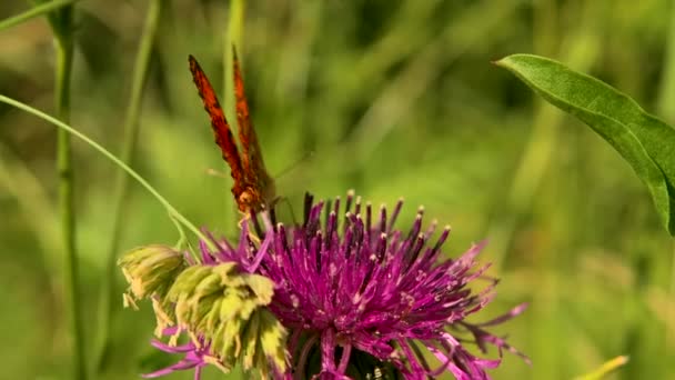 Uma borboleta com asas vermelhas brilhantes.Criativa. Fotografia macro de paisagens de verão na grama, onde uma borboleta se senta em flores e tenta dar uma olhada em um fundo verde. — Vídeo de Stock