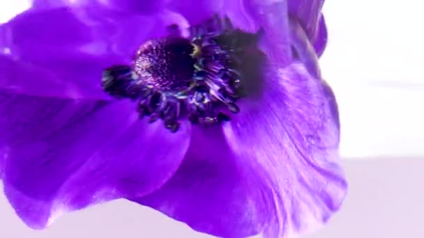 Lila flor hermosa flor colocada bajo el agua. Imágenes de archivo. Primer plano de suaves pétalos morados y un capullo de flores aislado sobre un fondo blanco. — Vídeo de stock