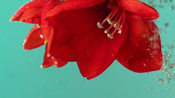 Закрыть красный цветок лилии с яркими лепестками мехов погрузился под воду. Запись. Красивый цветущий цветок перевернулся вверх дном изолирован на бирюзовом фоне. — стоковое видео