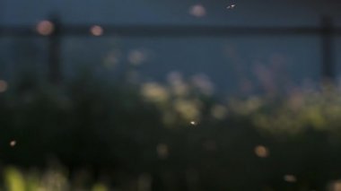 Güneşli bir günde bir sürü cüce uçar. Yaratıcı. Yaz çayırlarında sinekler uçuşuyor. Çayırda sineklerle boğucu bir gün.