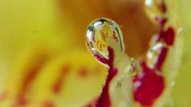 Extremo primer plano de flor roja y amarilla con lanzamientos aéreos. Imágenes de archivo. Fondo natural con una flor brillante pétalos bajo el agua. — Vídeos de Stock
