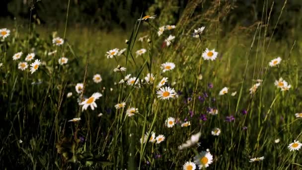 Güneşin tadını çıkaran papatyalar. Yaratıcı. Çimenli bir tarlada büyüyen ve güneşe uzanan beyaz yapraklı parlak küçük çiçekler.. — Stok video