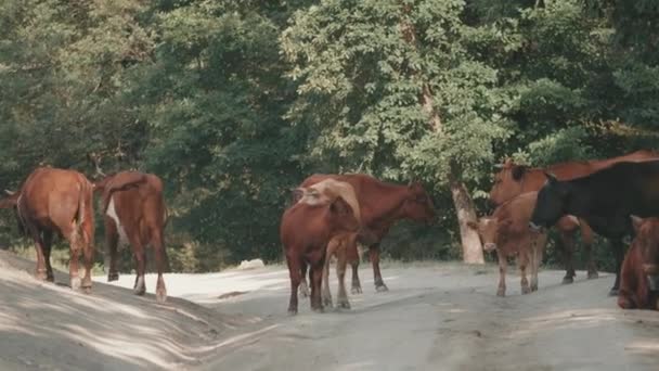 Корови пасуться по дорозі в ліс. Креативний. Стадо корів на дорозі на тлі літнього лісу. Корови на лісовій дорозі — стокове відео