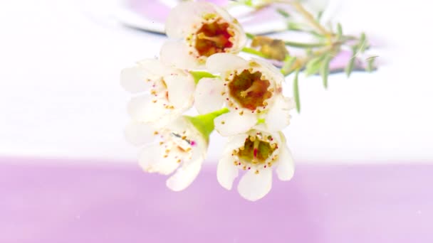 Close up of red flower buds and white petals in clean transparent water. Stock footage. Floral spring background. — Stock Video