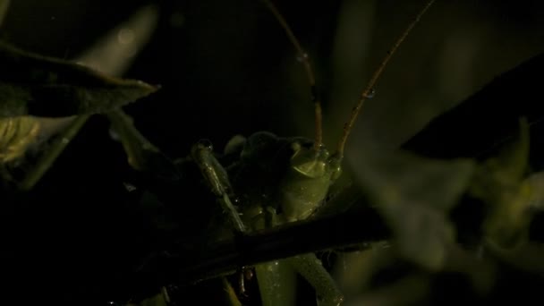 Primer plano de saltamontes verdes entre la hierba. Creativo. Saltamontes verdes o langosta en la hierba del prado de verano. Macrocosmos en las profundidades de la hierba verde — Vídeo de stock