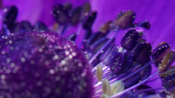 Vista macro de uma bela flor em flor lilás. Imagens de stock. Extremo perto de pétalas roxas suaves e um botão de flor. — Vídeo de Stock