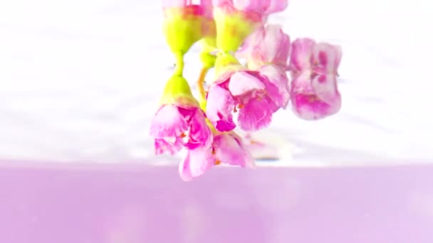 Beautiful pink flower buds that twist around themselves in crystal clear water. Stock footage. Small bright flowers in a liquid with green stems are rotated in a circle. — Stock Video