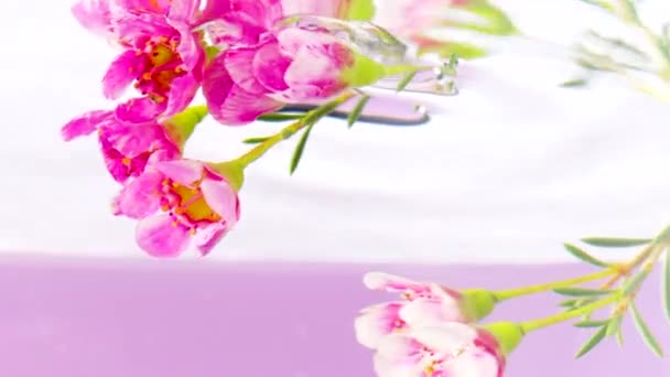 Belos botões de flores rosa que se torcem em torno de si mesmos em água cristalina. Imagens de stock. Pequenas flores brilhantes em um líquido com hastes verdes são giradas em um círculo. — Vídeo de Stock