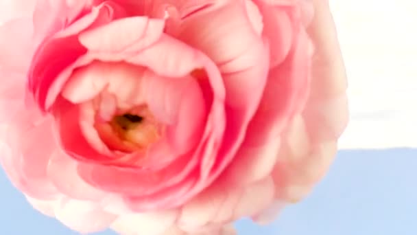 Macro bela rosa sendo colocada de cabeça para baixo debaixo d 'água em um fundo azul claro. Imagens de stock. Blossoming flor macia vista de perto. — Vídeo de Stock