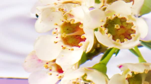 Light white flowers in the water. Stock footage. Bright flowers in the water that twist around themselves. — Stock Video