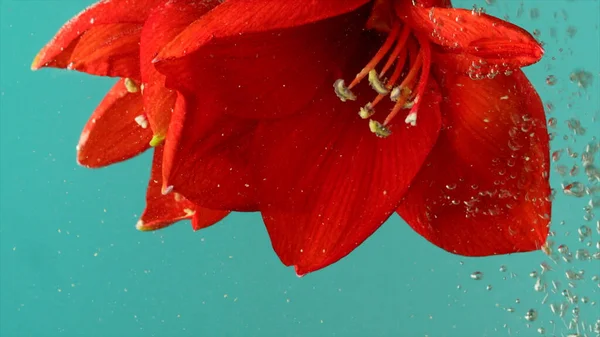 Közelről vörös liliom virág fényes szirom alámerült a víz alá. Készletfelvétel. Gyönyörű virágzó virág fejjel lefelé elszigetelt türkiz háttér. — Stock Fotó