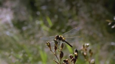 Çiçekteki yusufçuk. - Yaratıcı. Sarı bir çiçek ve yusufçuk ile yeşil bir çayıra yakın çekim. Yusufçuk uçar ve kahverengi bir tarlaya karşı bir dala oturur.