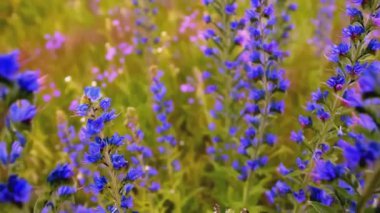 Güzel mavi çalılar rüzgarda sallanıyor. - Yaratıcı. Yakın plan Mor çiçekler tarladaki yeşil çimlerde. Çiçekler ve yeşilliklerle açan mavi tarla