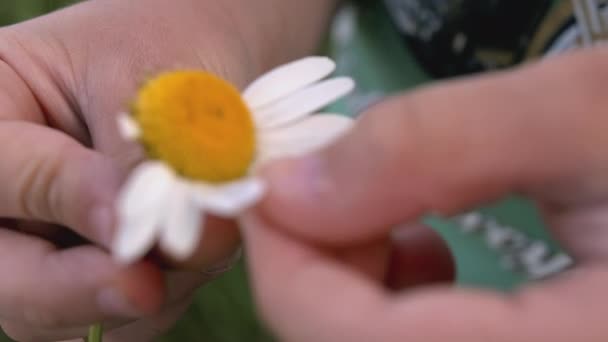 Pojken håller en blomma i sina händer. KREATIV. Ett litet barn sniffar en kamomill och sliter av kronbladen. Närbild av babys ansikte och blomma — Stockvideo