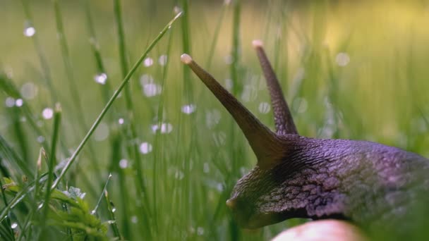 Caracol en la hierba. Creativo. Antenas de caracol en hierba verde y rocío. Mundo macro pradera verde — Vídeo de stock