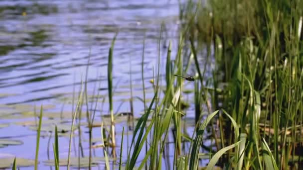 Vážka letí blízko rybníka. CREATIV. Na jaře rákosí u přehrady. Vážka letí blízko rybníka a tráva roste — Stock video