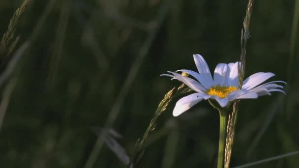 एक खूबसूरत कैमोमाइल एक खेत में बढ़ता है। क्रिएटिव सफेद पंखुड़ियों और पीले केंद्र के साथ एक फूल। हवा एक फूल एक सफाई में बढ़ रहा है — स्टॉक वीडियो