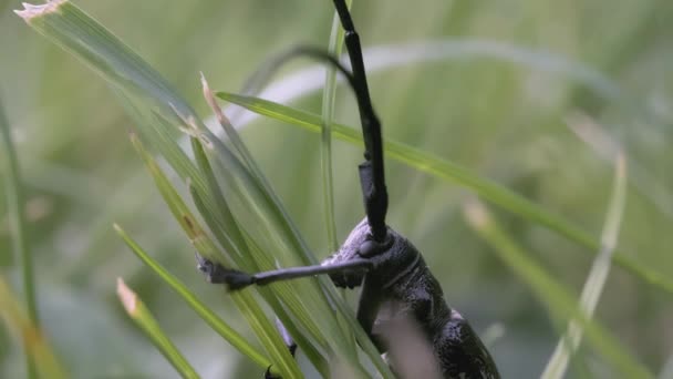 Blízký záběr černého brouka. CREATIVE. Na trávě sedí velký černý brouk. Na zeleném travnatém pozadí sedí vpředu hnědý brouk — Stock video