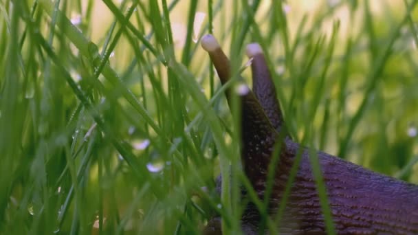 Çimlerde salyangoz. Yaratıcı. Yeşil çimlerde salyangoz anteni ve çiy. Yeşil çayır makro dünyası — Stok video