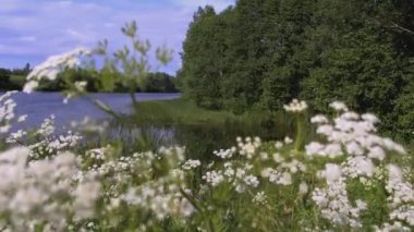 Çayırda bir sürü küçük beyaz çiçek var. - Yaratıcı. Çimenler beyaz çiçeklerle ön planda sallanıyor. Arka planda bir gölet ve bir orman var.