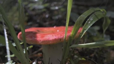 Russula yağmur altında ormanda. - Yaratıcı. Pembe bir mantarın üzerindeki çiğ tanesiyle yakın çekim. Russula ailesinden bir mantar, arka plandaki yeşil bir ormanda yağmurda yetişir.