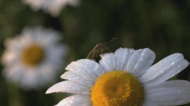 Güzel bir papatya çayı tarlada yetişir ve böcekler üzerinde sürünür. - Yaratıcı. Beyaz yapraklı ve sarı merkezli bir çiçek. Çiçekte böcekler var. Rüzgâr bir çiçek açıyor açık bir alanda.