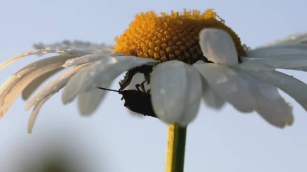 A beautiful chamomile grows in a field and insects crawl on it. CREATIVE. A flower with white petals and a yellow center. Insects are on the flower. The wind blows a flower growing in a clearing — Stock Video