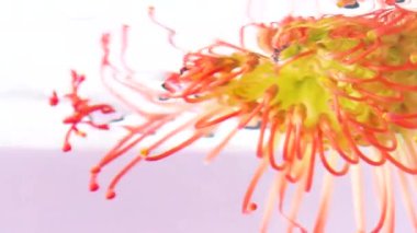 Turuncu parlak çiçek. Stok görüntüleri. Tomurcuğun içinde sarı ve turuncu parçacıklar olan berrak suda parlak bir çiçek..