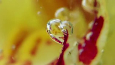 Tomurcuğun içi. Stok görüntüsü. Makro fotoğrafçılıkta sarı bir tomurcuğu suyla kaplayan büyük kabarcıklar. .