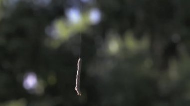 Tırtıl ipek bir ipliğe tutunuyor. - Yaratıcı. Güzel bir tırtıl bulanık bir ormanın arka planında asılı duruyor.