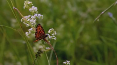 Kelebek çimenlerde oturur. - Yaratıcı. Rüzgâr, açık alanda büyüyen çimenleri emiyor. Güzel renkli bir kelebek çiçeklerle ve otlarla çevrili bir düzlükte oturur.
