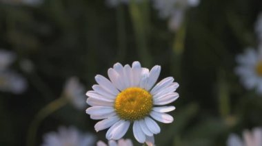 Tarlada güzel bir papatya çayı yetişiyor. - Yaratıcı. Beyaz yapraklı ve sarı merkezli bir çiçek. Rüzgâr bir çiçek açıyor açık bir alanda.
