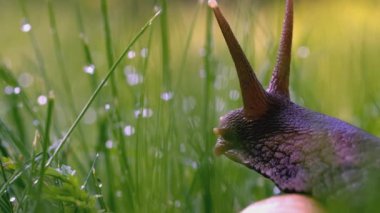 Çimlerde salyangoz. Yaratıcı. Yeşil çimlerde salyangoz anteni ve çiy. Yeşil çayır makro dünyası