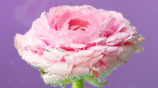 Fundo violeta. Imagens de stock. Uma bela rosa delicada em um fundo brilhante em que pequenas gotas de água estão ligeiramente balançando . — Vídeo de Stock